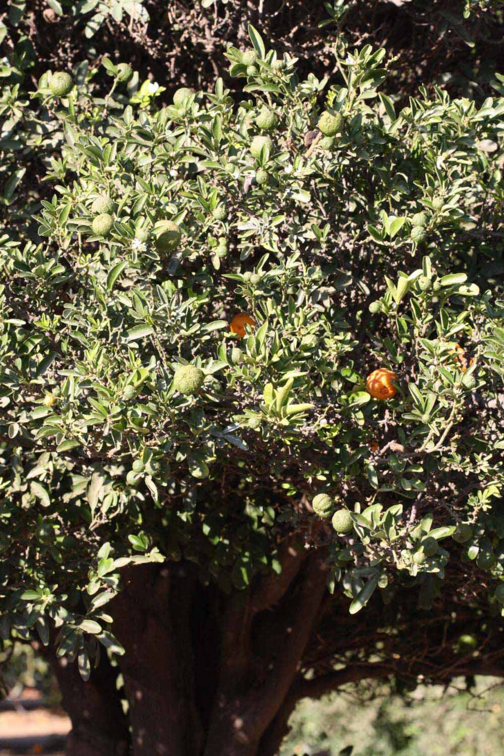              Habit (Riverside, CA)       